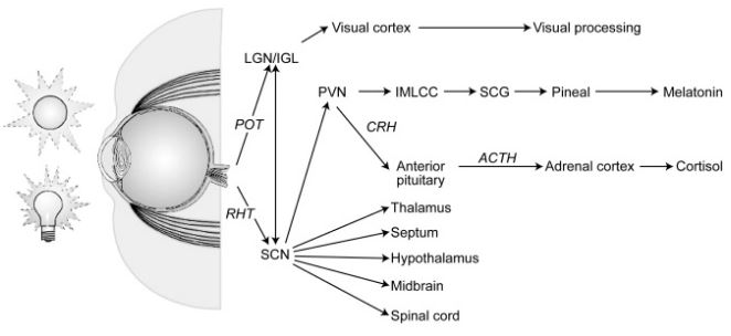 light-and-biological-effects